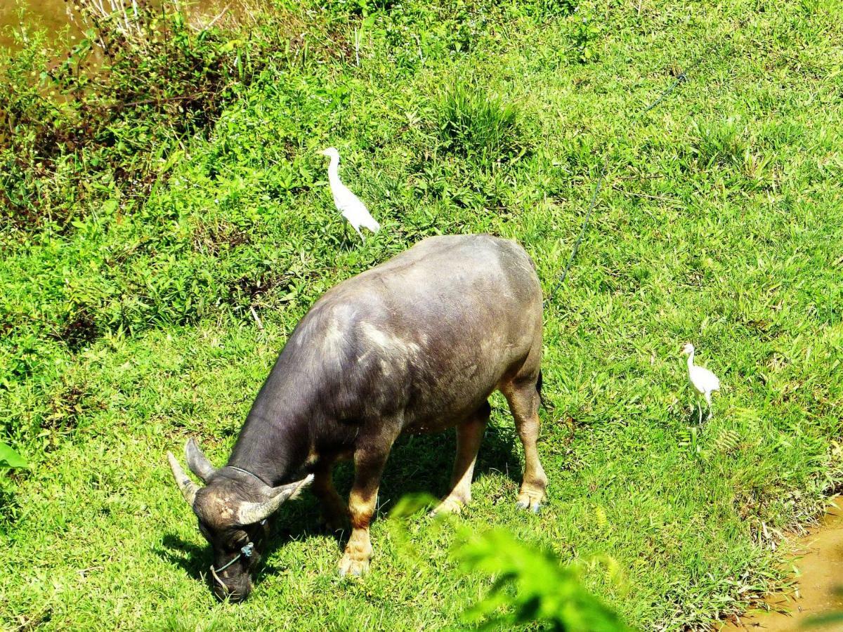 Toraja Torsina Hotel Rantepao Exteriér fotografie